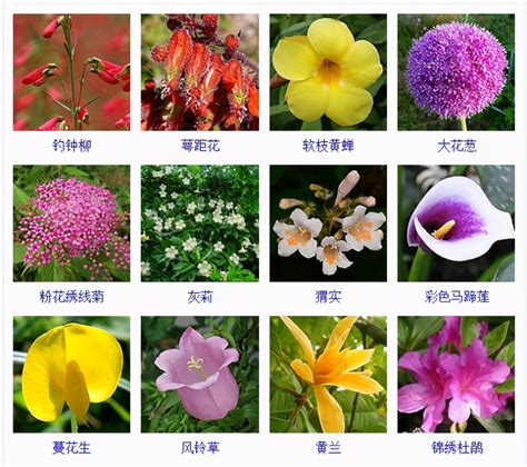 花卉大全|花卉图片及名称大全,花卉常见问题